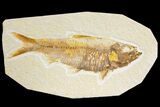 Fossil Fish (Knightia) - Green River Formation - Wyoming #136755-1
